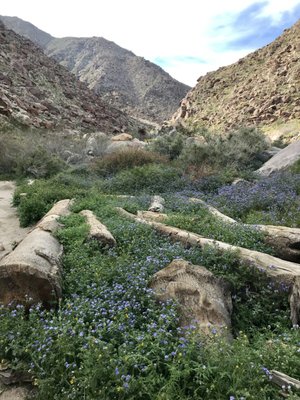 Borrego Palm Canyon Nature Trail by null
