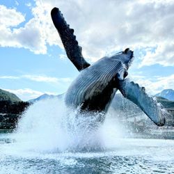 The Whale Project - The whale with fountains