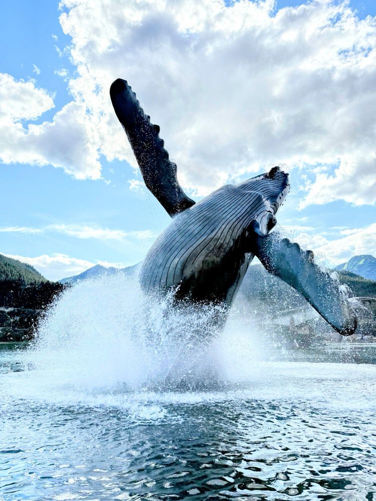 The Whale Project