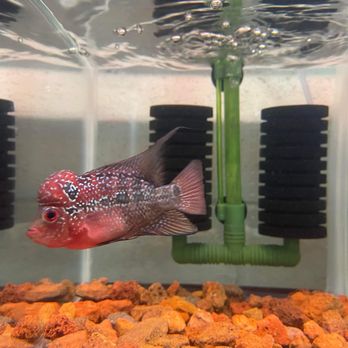 SF Aquatic - Aquariums Near Me - Walnut Creek, California