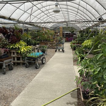 Cross Creek - Indoor Plant Section - Nurseries & Gardening Near Me - Richmond, Virginia Cross Creek - Indoor Plant Section - Nurseries & Gardening Near Me - Richmond, Virginia