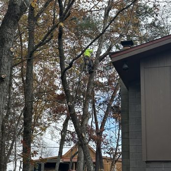 JD Tree Service Tennessee - Tree Services Near Me - Dandridge, Tennessee JD Tree Service Tennessee - Tree Services Near Me - Dandridge, Tennessee