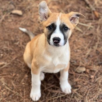 Safe Haven Animal Rescue - puppy giles - Community Service/Non-Profit Near Me Safe Haven Animal Rescue - puppy giles - Community Service/Non-Profit Near Me