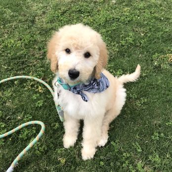 Aardbark Grooming - Pet Groomers Near Me - Gilbert, Arizona