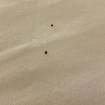 Best Western Toni Inn - More bugs - Hotels Near Me - Pigeon Forge, Tennessee