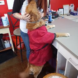 My Dog's Spot