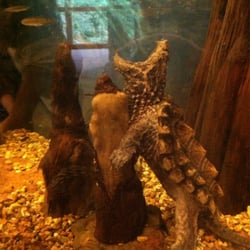 Missouri Conservation Nature Center - Yes that's a real turtle trying to eat fish