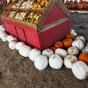 Southern Hill Farms - Pumpkin patch - Fruits & Veggies Near Me - Clermont, Florida Southern Hill Farms - Pumpkin patch - Fruits & Veggies Near Me - Clermont, Florida