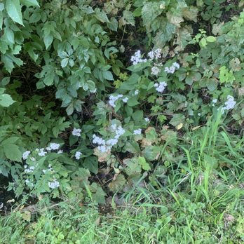 dakota rail trail - Blue flowers - Parking Near Me dakota rail trail - Blue flowers - Parking Near Me