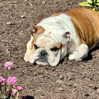 Dirty Deeds Pet Waste Services - Pet Waste Removal Near Me - Chester, Maryland
