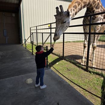 Aggieland Safari - Very comfortable to feed the giraffes - Zoos Near Me - Bryan, Texas