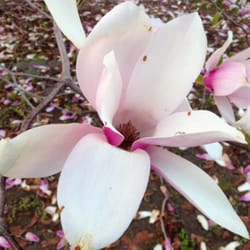 Robbinsville Picklehouse - Yep it's a flower, nope don't know what kind?