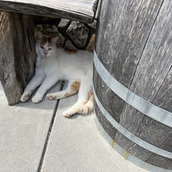 Grapeline Wine Tours - Whalebone Winery has 6 cats and 1 dog!