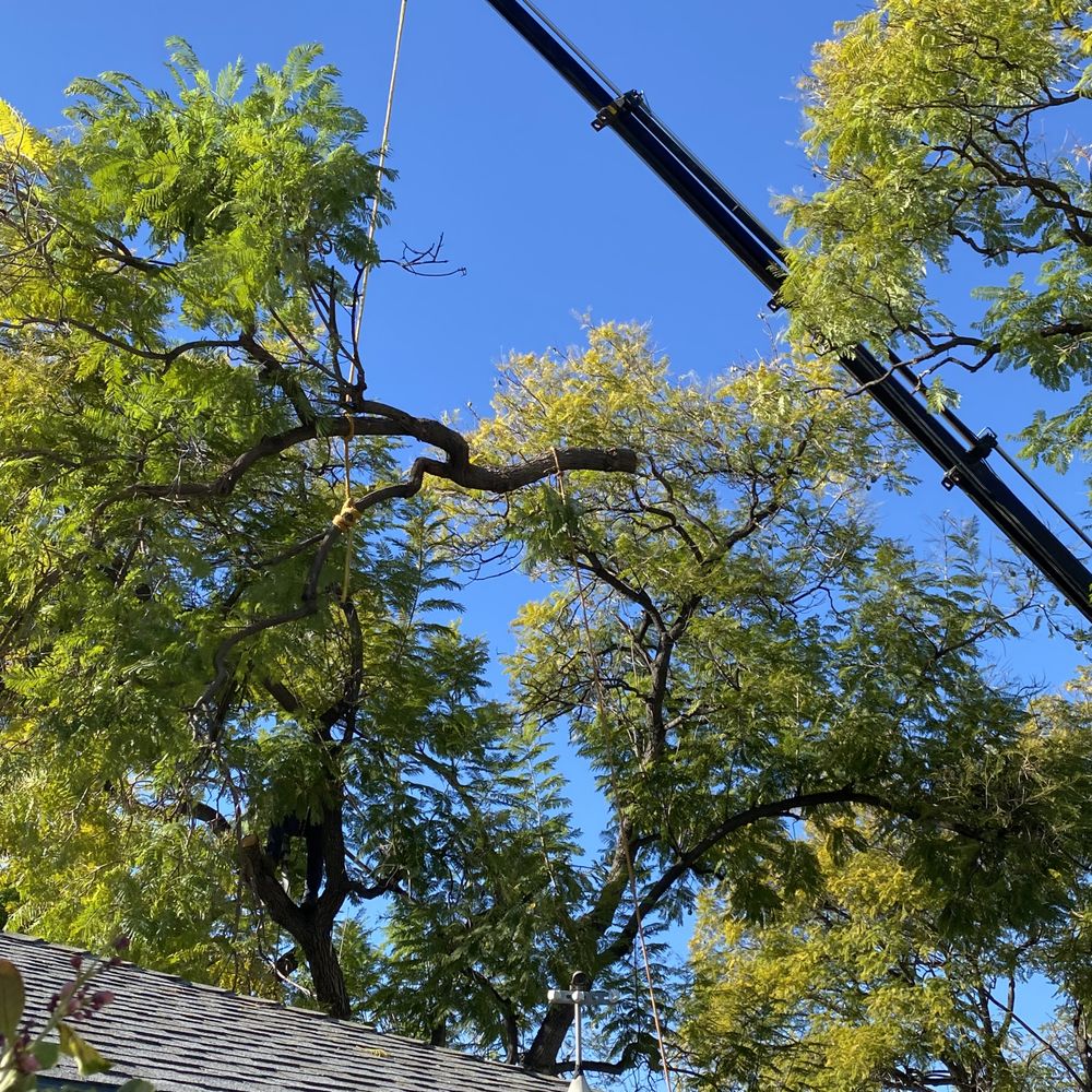 Chuck's Complete Tree Service - Taking care not to damage the garage roof. - Tree Services Near Me - Rancho Cucamonga, California