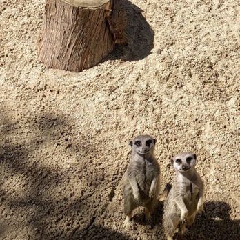 Paradise Wildlife Park - Zoos Near Me - London, XGL