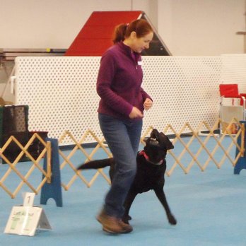 Harmony Dog Training - Rally competition - Pet Training Near Me - New York, New York Harmony Dog Training - Rally competition - Pet Training Near Me - New York, New York