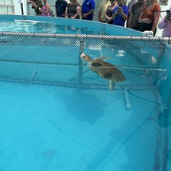 The Turtle Hospital - Veterinarians Near Me - Marathon, Florida