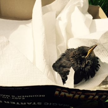 City Kitty Sitter - A cute baby bird that Ruth rescued on one of the walks with our pups. So sweet! - Pet Sitting Near Me - Denver, Colorado City Kitty Sitter - A cute baby bird that Ruth rescued on one of the walks with our pups. So sweet! - Pet Sitting Near Me - Denver, Colorado