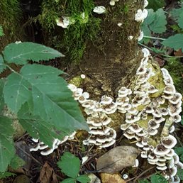 Cool fungus