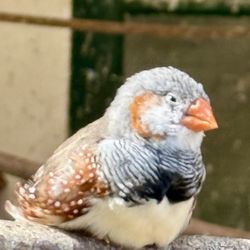 Hembygdspark - Zebrafink (Zebra Finch)
