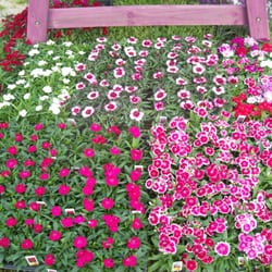 Hartke Nursery