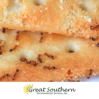 Great Southern Enviromental Services - ants crawling on crackers - Pest Control Near Me Great Southern Enviromental Services - ants crawling on crackers - Pest Control Near Me