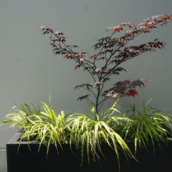 Elemental Gardens - Simple contemporary Planter - Landscaping Near Me - Vancouver, British Columbia Elemental Gardens - Simple contemporary Planter - Landscaping Near Me - Vancouver, British Columbia