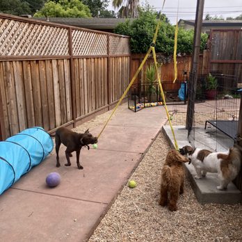 Walk N’ Robin’s - Tug play - Dog Walkers Near Me Walk N’ Robin’s - Tug play - Dog Walkers Near Me