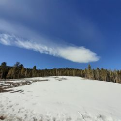 Shadow Pines Loop Trail