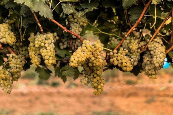 Robert Clay Vineyards by null