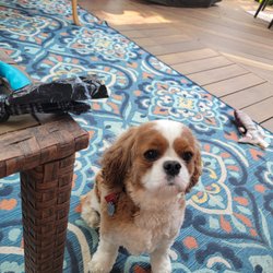 Valentine Pet Care - Brownie