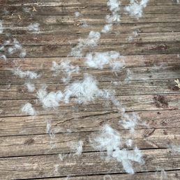 Dog hair Dog hair