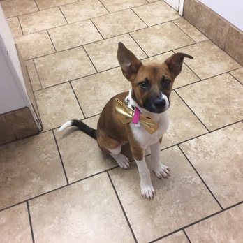 Summer Valley Veterinary Clinic - That bow! - Veterinarians Near Me - Aurora, Colorado Summer Valley Veterinary Clinic - That bow! - Veterinarians Near Me - Aurora, Colorado