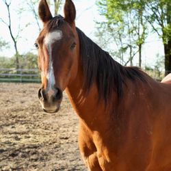Spring Creek Equestrian Center - Arabian horse