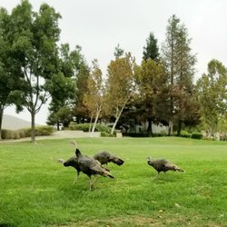 Coyote Creek Elementary - Wild turkeys on the green space near Coyote Creek El