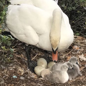 Lake Eola Park - Parks Near Me - Orlando, Florida