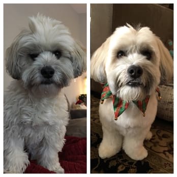 Perfect Pet Salon - Before and After - Pet Groomers Near Me - Concord, California
