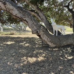 William Pacchetti Dog Park - Why shibee climb tree?