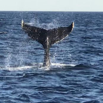 Harbor Breeze - Humpback whale. Great experience and amazing safety Precautions with Covid. - Boat Charters Near Me - Long Beach, California Harbor Breeze - Humpback whale. Great experience and amazing safety Precautions with Covid. - Boat Charters Near Me - Long Beach, California