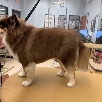 PetSmart - Pet Training Near Me - Panama City, Florida