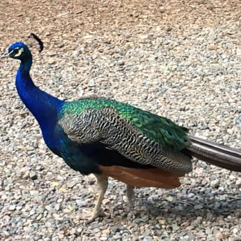 Granite Creek Vineyards - Wineries Near Me - Chino Valley, Arizona