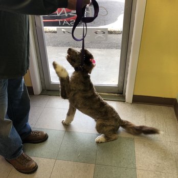 Mountain Rose Bordoodles - Pet Breeders Near Me - Portage, Utah