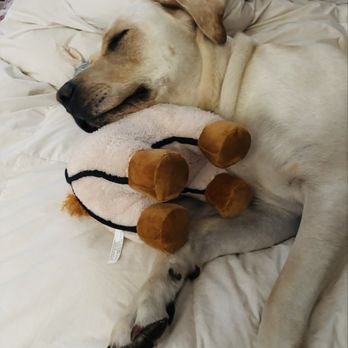 Petco - Sleeping with llama - Pet Stores Near Me - San Marcos, California