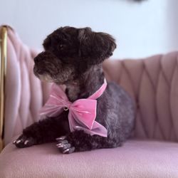 Ali Pet Salon