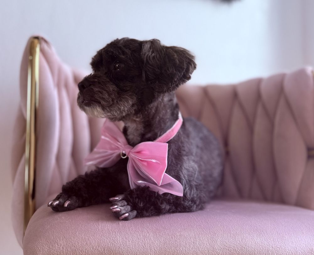 Ali Pet Salon Image