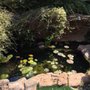 Photo of Exotic Aquatic
