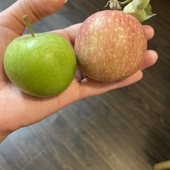Riley's Farm - Apples we picked from Riley's - Fruits & Veggies Near Me - Oak Glen, California