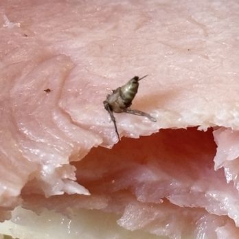 Panera Bread - ham, mozzarella, and onion sandwich - Sandwiches Near Me - Seekonk, Massachusetts