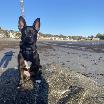 North Boston Dog Training - Pet Training Near Me