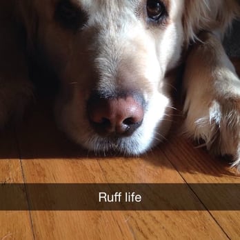 Cassie Cares Pet Sitting - Pet Sitting Near Me Cassie Cares Pet Sitting - Pet Sitting Near Me